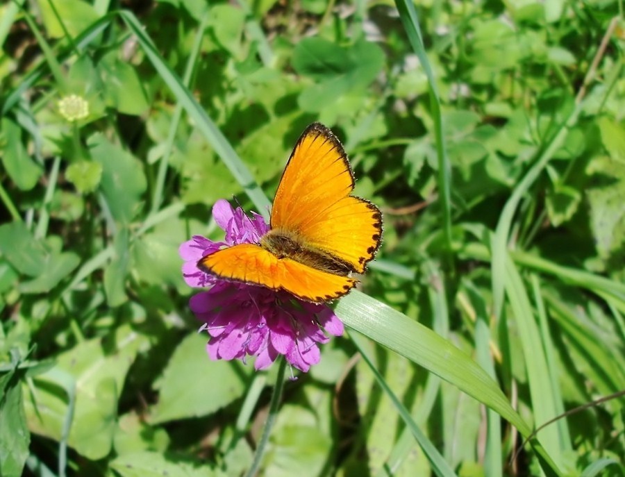 Farfalle di Valtellina, Valchiavenna, V.Poschiavo, Bregaglia